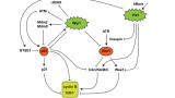 Figure 2 – Molecular mechanism of Wip1 phosphatase function in inactivation of DNA damage response