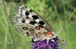 Samice jasoně červenookého (Parnassius apollo). Foto V. Kunštárová / Parnassius apollo. © V. Kunštárová