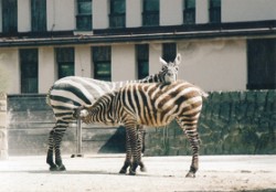 Typická pozice zebry stepní (Equus burchellii) při kojení – tzv. antiparalelní pozice. Foto J. Pluháček / © Photo J. Pluháček