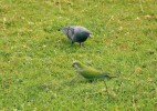 Papoušek mniší (Myiopsitta  monachus) hnízdí v argentinských  městech v koloniích. Na obr. je také  kosmopolitně rozšířený holub skalní (Columba livia), resp. zdivočelý  holub domácí (C. livia f. domestica). Foto J. Májsky