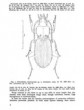 acta-entomologica-bohemoslovaca-62-1965