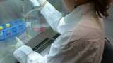 Burdova working in tissue culture