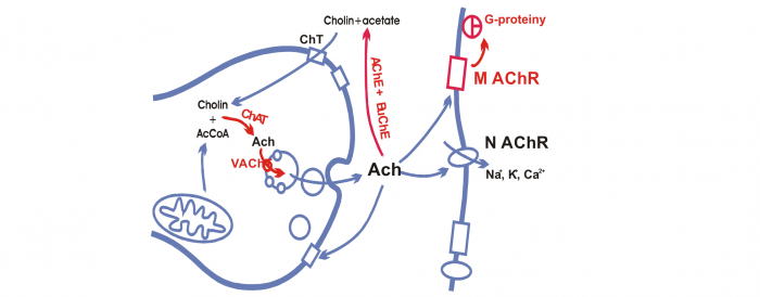 Neurochemistry