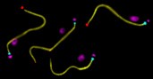 Laboratory of Cell Motility