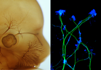 Molekulární neurobiologie