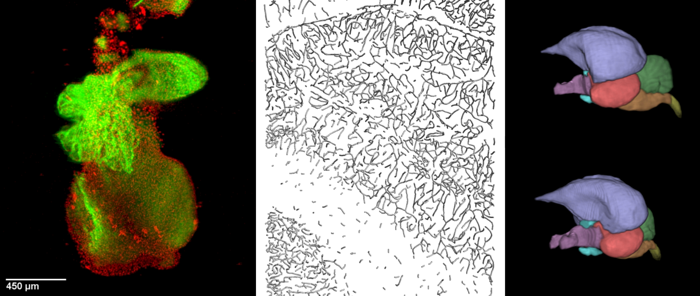 Biomathematics