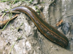 Kriticky ohrožená pijavka lékařská (Hirudo medicinalis). Foto J. Schenková / © Photo J. Schenková