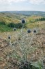 Bělotrn modrý (Echinops ritro). Foto J. Roleček