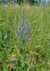 Rozrazil latnatý (Pseudolysimachion spurium). Foto J. Roleček