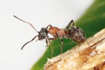 Dělnice druhů sledovaných  míst – mravenec Formica rufibarbis. Foto V. Souralová