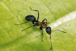 Dělnice druhů sledovaných míst – mravenec Formica cunicularia. Foto V. Souralová