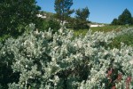 Vrba laponská (Salix lapponum)  na vrcholovém plató Vitoši, v dosahu sofijské městské hromadné dopravy. Vitošská rašeliniště také mají mnoho  izolovaných výskytů boreálních druhů rostlin, některé ale nebyly v současnosti znovu nalezeny. Existuje podezření, že za to může čerpání pitné vody pro Sofii. Foto P. Hájková a M. Hájek