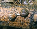 Vlahovka narudlá (Monachoides incarnatus) je běžný lesní druh osídlující déle opuštěné lomy. Na fotografii  jsou zachyceni dva jedinci při páření. Foto L. Juřičková