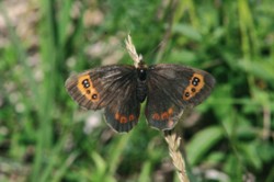 Slunící se okáč kluběnkový (Erebia aethiops). 
Foto J. Kadrman / © Photo J. Kadrman