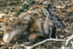 Samec kabara pižmového (Moschus moschiferus) s prodlouženými špičáky. Foto J. Pluháček