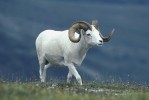 Ovce aljašská (O. dalli) má jako  jediná bílé zbarvení. Foto M. Francis