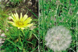 Zřejmě nejvíce klasických poznatků o polyploidii bylo získáno studiem kozích brad (rod Tragopogon). Zatímco v Evropě rostou jen diploidní druhy, jejich hybridizací a následnou polyploidizací na americkém kontinentu, kam byly zavlečeny člověkem, vznikly tetraploidní druhy. Snímky F. Koláře (vlevo) a L. Hroudy (vpravo) zobrazují jeden z rodičovských druhů tetraploidů - kozí bradu pochybnou (T. dubius), která je lehce poznatelná podle nafouklé lodyhy pod květenstvím. / © Foto F. Kolář