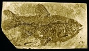 Nálezy sladkovodních ryb pocházejí ve Valči ze stejného jemně vrstevnatého vápence jako známý „hlodavec z Valče“. Přítomnost ryb prozrazuje před vulkanickou činností větší vodní plochy průtočných jezer nebo slepých ramen říční sítě v relativně ploché krajině. Fosilie ryb jsou v poměru k savcům hojnější.  Nálezy uloženy ve sbírkách Národního muzea v Praze, ve Vídni a v Berlíně.