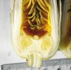 Leknín bílý mívá semeník složený z většího počtu plodolistů, které v horní části utvářejí široký bliznový terč s kulovitým středovým výčnělkem. Blizny leknínu bělostného jsou staženější a středový výčnělek bývá špičatý. Důležitým determinačním znakem je báze květu – u l. bělostného spíše hranatá (znak po rodičovském  leknínu čínském – N. tetragona), zatímco  u l. bílého zaoblenější. Další rozdíly bychom našli na tyčinkách a s pomocí mikroskopu i na pylových zrnech.