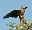 Luňák žlutozobý (M. aegyptius),  rovněž dříve poddruh l. hnědého.  Kalahari, Jihoafrická republika (8. března 2009). Foto L. Hlásek