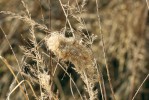 Zámotek zápřednice jedovaté  vytvořený v květenství třtiny křovištní (Calamagrostis epigejos). Tuto trávu si zápřednice vybírají nejčastěji, mnohdy ale dochází také k osídlování dalších vhodných rostlin (lipnice – Poa,  ovsíky – Arrhenatherum, miříkovité – Apiaceae atd.). Foto J. Niedobová