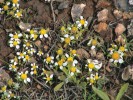 Na kamenitých i bahnitých místech mořského pobřeží se hojně vyskytuje  nízký rmen maltský (Anthemis urvilleana), endemit ostrovů. Foto J. Čeřovská