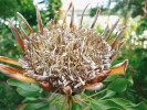 Protea cynaroides je zástupce nejznámějšího a nejcharakterističtějšího rodu čeledi proteovitých (Proteaceae). Bohatý rod s asi 100 druhy má centrum diverzity v kapské oblasti, kde je typickou součástí tamější mediteránní křovištní vegetace fynbos. Foto A. Potůčková