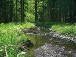 Potok Šumice v blízkosti obce Luká v nejsevernější výspě Drahanské vrchoviny. Foto O. Mikulka / © Photo O. Mikulka