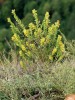 Na konci léta lze na Svatojánské skále spatřit poloparazitickou jednoletou zahořanku žlutou (Orthantha lutea). Foto P. Špryňar