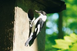 Lejsek bělokrký (Ficedula albicollis). Foto M. Král