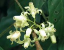 Rod Chisocheton ukazuje typickou stavbu květu čeledi zederachovitých (Meliaceae) s charakteristickou trubkou tvořenou srostlými tyčinkami. Foto D. Stančík