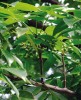 Rod březule – Bursera (březulovité – Burseraceae) zahrnuje  přes 100 druhů keřů a menších stromů rostoucích převážně v křovištních  xerofilních formacích Mexika.  Mezi druhy vytvářející vzrostlé stromy patří B. simaruba, typicky rostoucí  ve vlhčích typech subtropického  a tropického lesa, od Floridy  až do Venezuely a Brazílie. Na Yucatánu v Mexiku vstupuje dokonce do mangrovových porostů. Foto D. Stančík
