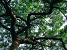 Rod březule – Bursera (březulovité – Burseraceae) – mezi druhy vytvářející vzrostlé stromy patří B. simaruba, typicky rostoucí ve vlhčích typech subtropického a tropického lesa. Nápadná je červeně zabarvená borka, odlučující se ve velkých šupinovitých plátech. Foto D. Stančík