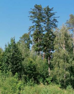 Jedle bělokorá (Abies alba) ve smíšeném porostu na okraji vojenského újezdu Březina u Vyškova. Jde zřejmě o pozůstatek původních bučin, ve kterých jedle tvořily příměs; dnes má převahu smrk. Foto J. Buřival / © J. Buřival