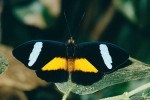 Obyvatel nižších pater lesa, ale i mýtin, samec druhu Nessaea obrinus (babočkovití – Nymphalidae). Brazílie. Foto G. O. Krizek