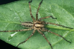 Sameček pokoutníka nálevkovitého (Agelena labyrinthica) je štíhlejší a má delší nohy než samička. Patrné jsou prodloužené zadní postranní snovací bradavky. Foto J. Lissner