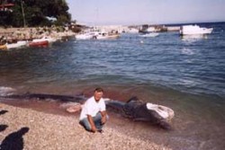 Tělo žraloka velikého (Cetorhinus maximus), chyceného a vyvrženého u pobřeží chorvatské Istrie. Tento druh žraloka přefiltruje až 1 600 t planktonu za 1 hodinu. Foto V. Bičík / © Photo V. Bičík
