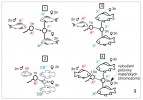 Způsoby reprodukce u ryb. 1 – plně rekombinantní (normální) rozmnožování; 2 – hybridogeneze; 3 – gynogeneze; 4 – rekombinantní rozmnožování tri­ploidních biotypů komplexu C. auratus. Velké písmeno charakterizuje druh (A, B, C), písmeno X možnou hybridní kompozici bez znalosti rodičovských druhů. Čísla 1, 2, 3 v horním indexu představují individuální genotypy. Ploidní úrovně gamet a jedinců jsou označeny 1n – ha­ploidní, 2n – diploidní, 3n – triploidní, 1,5n – redukovaná triploidní (aneuploidní). Blíže v textu. Orig. L. Kalous