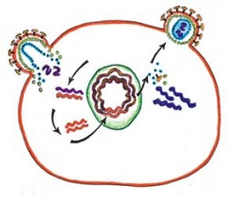 Replikační cyklus retroviru začíná rozpoznáním specifických receptorů na povrchu buňky a vstupem do buňky. Virová RNA a reverzní trankriptáza vstoupí do buňky; reverzní transkriptáza kopíruje genetický materiál z RNA do DNA; replikuje se druhý řetězec DNA; integráza včlení DNA viru do DNA hostitelské buňky; hostitelská buňka přepisuje DNA do RNA, kterou dále překládá a vytváří virové bílkoviny; virové proteiny se seskupují spolu s virovou RNA a vznikají nové částice. Orig. S. Holeček / © S. Holeček