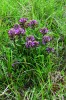 Všivec krkonošský (Pedicularis  sudetica subsp. sudetica) parazituje např.  na ostřicích (Carex), ale také na rašeliníku (Sphagnum). Foto J. Štursa