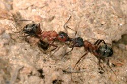 Dělnice fakultativně otrokářského mravence Formica sanguinea. Foto P. Krásenský / © P. Krásenský
