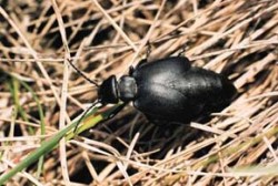 Dospělá majka uralská (Meloe uralensis), v ČR vzácný druh, jehož severní hranice výskytu zasahuje na jižní Moravu. Foto V. Vrabec / © V. Vrabec