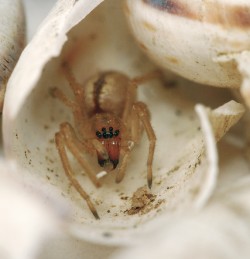 Na viničních terasách u obce  Morkůvky na jižní Moravě zimují v ulitách plžů  i kriticky ohrožené zápřednice rodu  Cheiracanthium (čeleď zápřednicovití – Miturgidae). Foto J. Niedobová