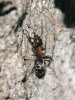 Dělnice mravence lužního (Liometopum microcephalum). Foto F. Trnka