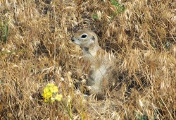 Sysel maloasijský (Spermophilus xanthoprymnus) je hojně rozšířen ve střední a východní Anatolii v Turecku. Obdobně jako u sysla obecného a s. taurského jsme však dosud neměli téměř žádné podrobnější informace o charakteru jeho varovného signálu. Foto I. Schneiderová