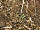 Rostliny s děložními listy (květen až červen) dvouletého poddruhu – hořečku mnohotvarého českého (Gentianella praecox subsp. bohemica). Foto J. Brabec