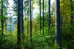 Snahou pracovníků Správy KRNAP  je nepravidelnou clonnou sečí postupně vytvářet víceetážové lesní porosty  s druhovou skladbou blízkou přirozené skladbě. Od r. 2002 byly v lesích Krkonoš vyloučeny holé seče a důsledně  se uplatňuje jednotlivý výběr. Klest se uklízí pouze výjimečně. Foto O. Schwarz