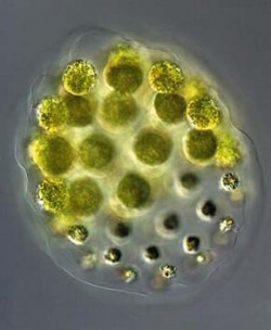 Kulaté cenobium zelené řasy Pleodorina indica z řeky Malše. Dobře jsou patrné dva morfologicky odlišné typy buněk - malé somatické a velké generativní. Foto P. Znachor / (c) Photo P. Znachor