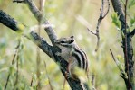 Burunduk (Tamias sibiricus) – typický obyvatel zdejší tajgy. Foto: E. Součková a P. Souček