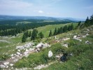 Švýcarský Jura je domovem  tetraploidní tomky alpské, vedle které  tu najdeme i tomku vonnou. Kupodivu zde chybí předpokládaný předek, tedy v Evropě běžnější diploidní tomka  alpská. Foto Z. Khodlová